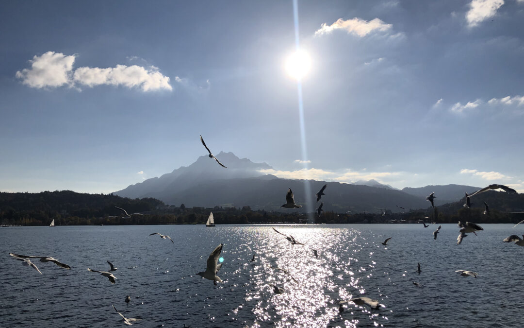 Birds flying over lake